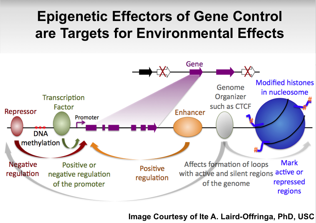 What is epigenetics?